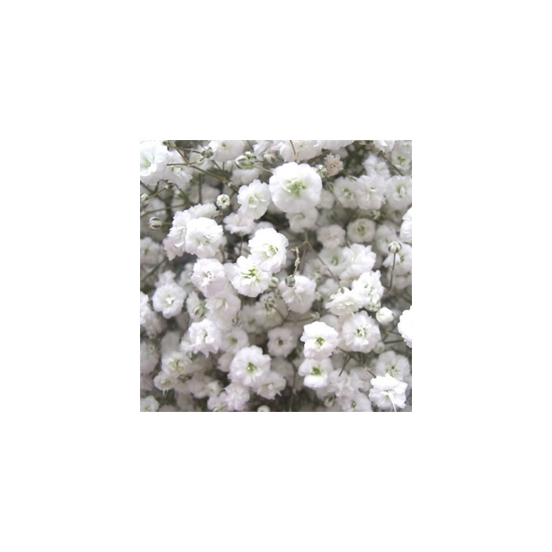 GYECXLENBL75