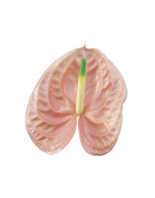 ANTHURIUM