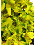 ALSTROEMERIA
