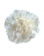 CLAVEL