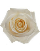 ROSAS